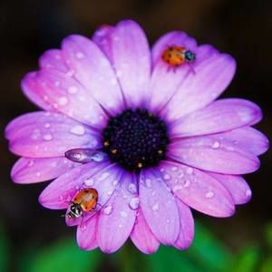 Meet your Posher, Lupe